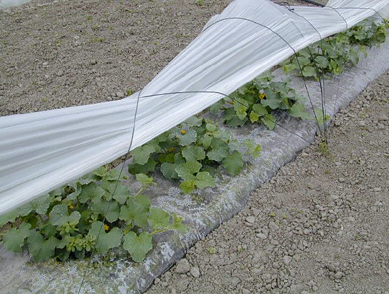 POLYDAK (1)
