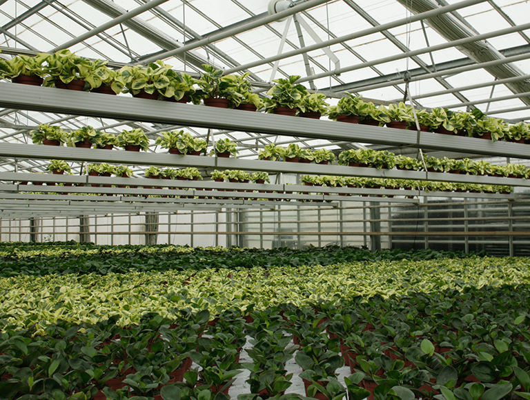 OPP segment pot plants 2007 Pro 03