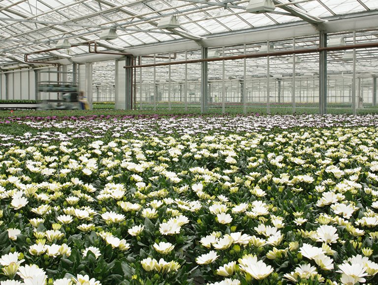 OPP segment chrysanthemum 2007 Pro 02