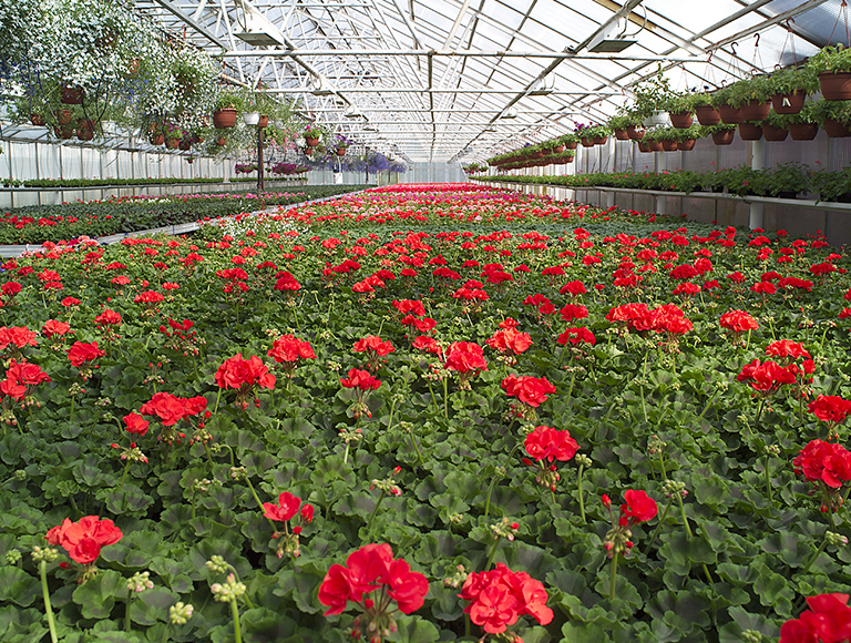 OPP segment pelargoner 2015 Pro 02