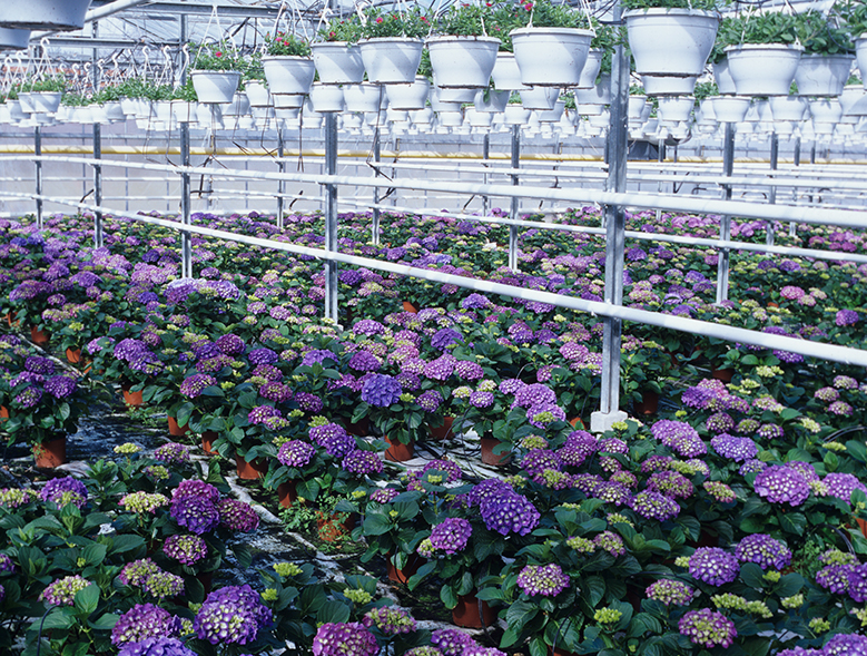 OPP segment variety 2005 Pro 01