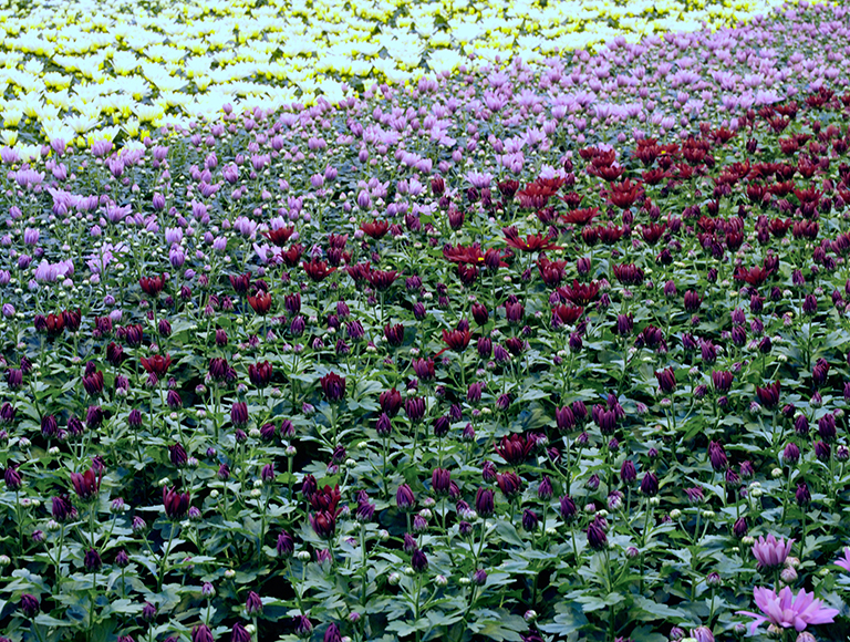 OPP segment variety 2010 Pro 11