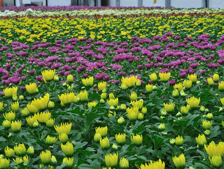 OPP segment variety 2010 Pro 30