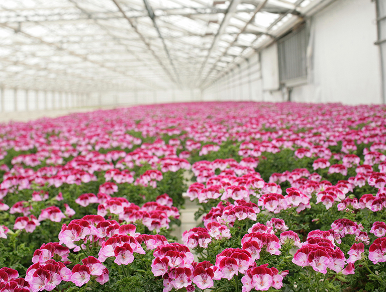 OPP segment pelargoner 2007 Pro 04