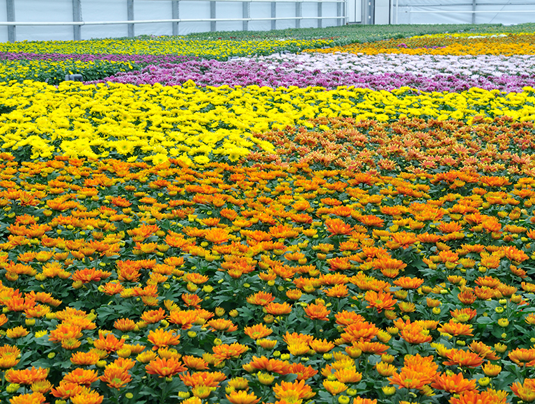 OPP segment variety 2010 Pro 26