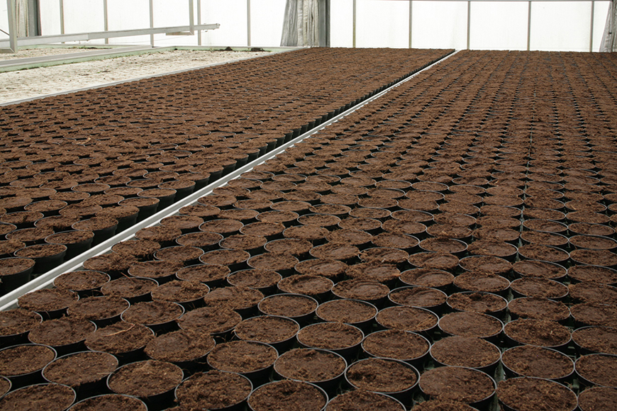 General peat pots 2007 Pro 02