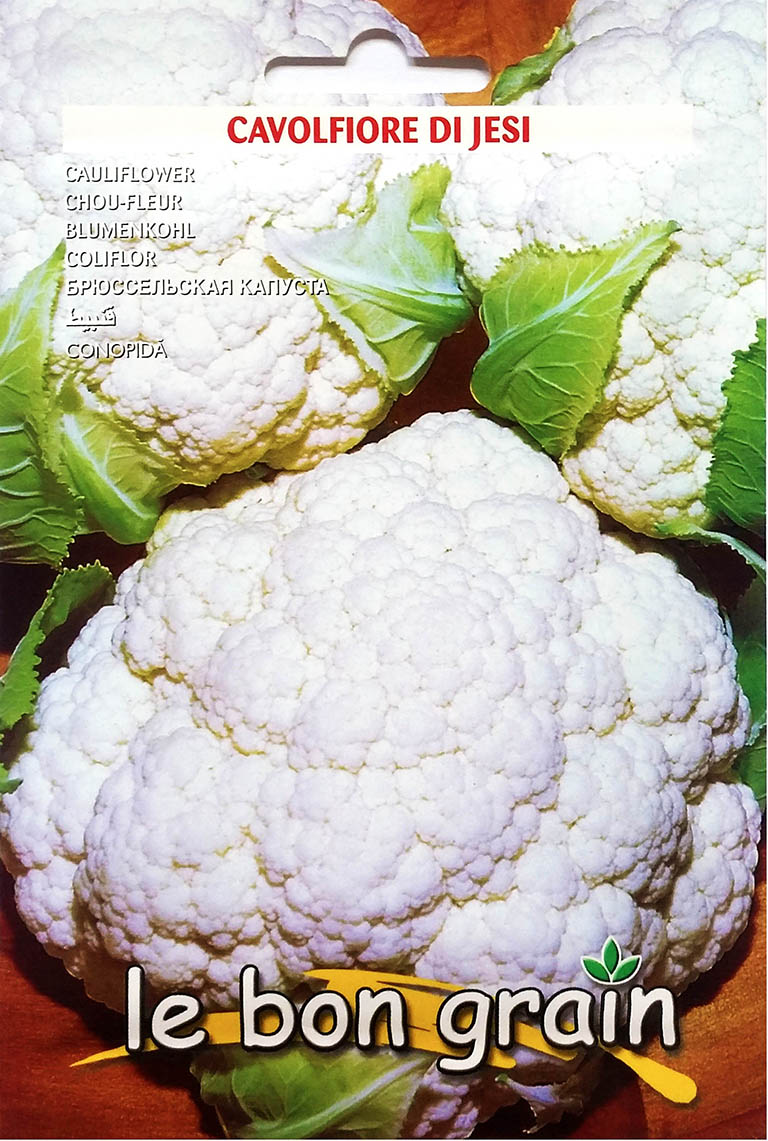 Di Jesi